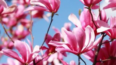 close up shot of a branch with purple blooming blossoms of a liliiflora magnolia tree in a garden in spring time, wind is slightly moving the blossoms