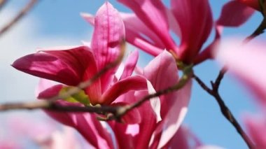 close up shot of a branch with purple blooming blossoms of a liliiflora magnolia tree in a garden in spring time, wind is slightly moving the blossoms