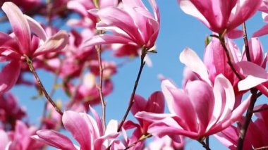 close up shot of a branch with purple blooming blossoms of a liliiflora magnolia tree in a garden in spring time, wind is slightly moving the blossoms