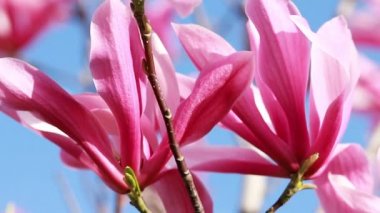 close up shot of a branch with purple blooming blossoms of a liliiflora magnolia tree in a garden in spring time, wind is slightly moving the blossoms