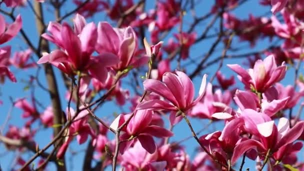 Close Shot Branch Purple Blooming Blossoms Liliiflora Magnolia Tree Garden — Stok video