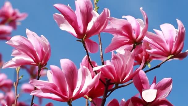 Close Shot Branch Purple Blooming Blossoms Liliiflora Magnolia Tree Garden — Stock Video