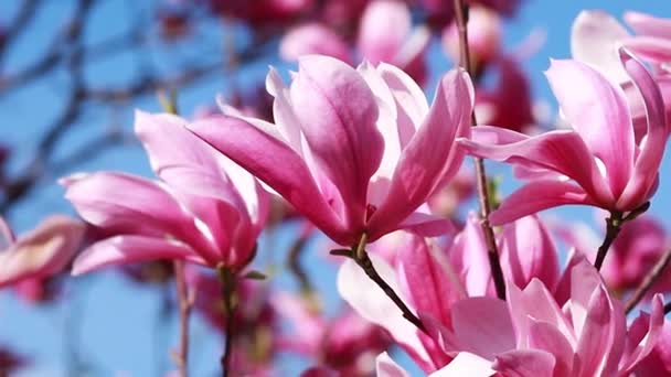 Крупным Планом Ветки Фиолетовыми Цветущими Цветами Лилии Магнолии Саду Весной — стоковое видео