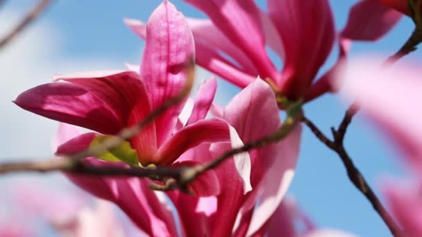 Zbliżenie Ujęcie Gałęzi Purpurowymi Kwitnącymi Kwiatami Liliiflory Drzewa Magnolii Ogrodzie — Wideo stockowe
