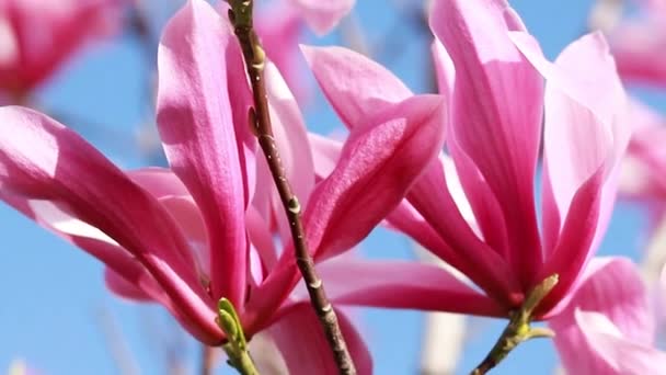 Nahaufnahme Eines Zweiges Mit Lila Blühenden Blüten Eines Lilienmagnolienbaums Einem — Stockvideo