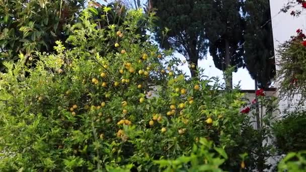 Gün Batımında Olgunlaşmış Sarı Limonlu Limon Ağacından Bir Ayrıntı — Stok video