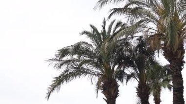 Güneşli mavi gökyüzünün altından geçen Palmiye ağaçlarının manzarası. 4K biçiminde Palm Trees 'e bakarken Kamerayla Geniş Çekim POV Tropikal Tatil