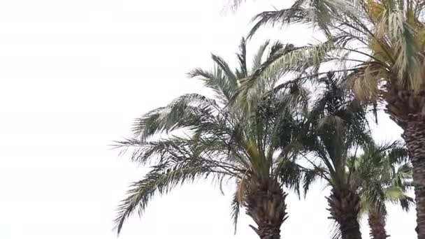 Солнечный День Теплом Юге Солнечные Лучи Пробиваются Сквозь Листья Пальмы — стоковое видео
