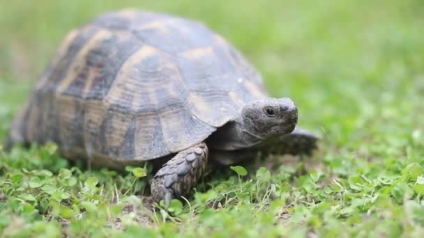 Yeşil Çimenlerin Üzerinde Küçük Bir Kaplumbağa Yiyor Kaplumbağa Yeşil Çimlerin — Stok video