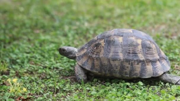 Yeşil Çimenlerin Üzerinde Küçük Bir Kaplumbağa Yiyor Kaplumbağa Yeşil Çimlerin — Stok video