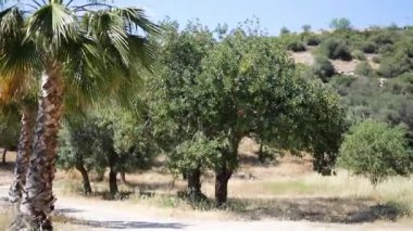 Güneşli mavi gökyüzünün altından geçen Palmiye ağaçlarının manzarası. 4K biçiminde Palm Trees 'e bakarken Kamerayla Geniş Çekim POV Tropikal Tatil