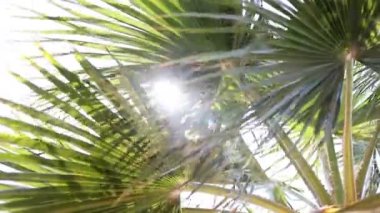 Güneşli mavi gökyüzünün altından geçen Palmiye ağaçlarının manzarası. 4K biçiminde Palm Trees 'e bakarken Kamerayla Geniş Çekim POV Tropikal Tatil