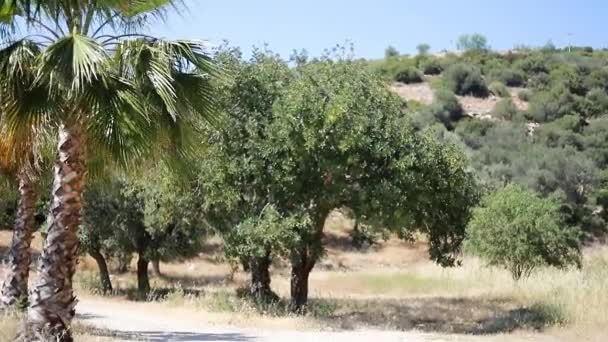 Güneşli Mavi Gökyüzünün Altından Geçen Palmiye Ağaçlarının Manzarası Biçiminde Palm — Stok video