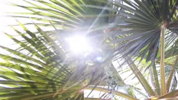 Widok Palmy Przechodzące Pod Słonecznym Błękitnym Niebem Szerokie Ujęcie Jazdy — Wideo stockowe