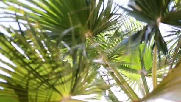 阳光下蓝天下经过的棕榈树视图 以4K格式的Pov热带假期在棕榈树上遥望 驾驶时鸣枪示警 — 图库视频影像
