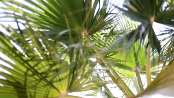 Άποψη Του Palm Trees Περνώντας Κάτω Από Sunny Blue Skies — Αρχείο Βίντεο