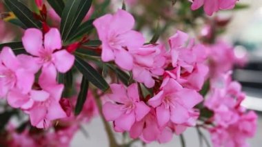 Pembe çiçeklerin yakın plan çekimleri, arka planda Bodrum Hindisinin beyaz şehrinin çatıları
