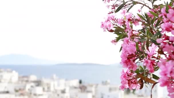 Zbliżenie Różowych Kwiatów Tle Dachy Białego Miasta Indyka Bodrum — Wideo stockowe