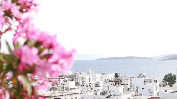 Primer Plano Flores Color Rosa Fondo Los Techos Ciudad Blanca — Vídeos de Stock