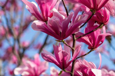 Güzel manolya ağacı. Manolya çiçeğini kapat.
