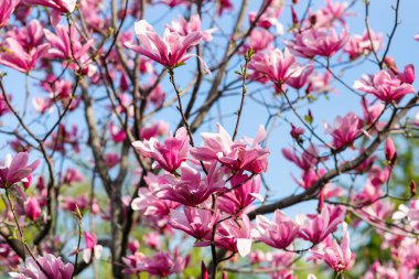 Çiçekli Manolya Lale Ağacı. Çin manolyası x soulangeana (Magnoliaceae) lale şeklinde çiçeklerle çiçek açar. Magnolia denudata ve liiflora karışımı