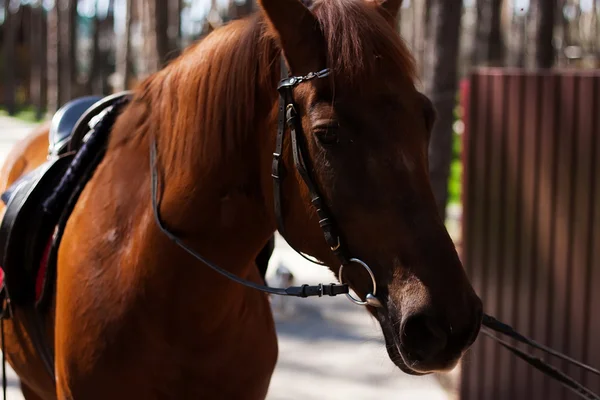 Brown stallion. Portrait of a sports brown horse. Riding. Thoroughbred. Beautiful — Stock Photo, Image