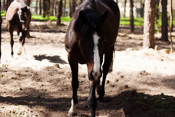 Brown stallion. Portrait of a sports brown horse. Riding. Thoroughbred. Beautiful — Stock Photo, Image