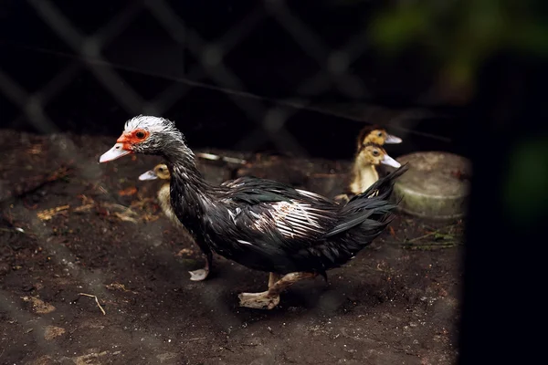 Hnědý kachna v kleci — Stock fotografie