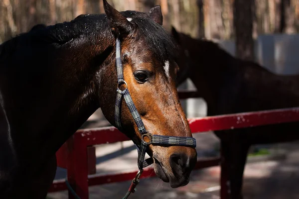 Braunhengst. Porträt eines braunen Sportpferdes. Reiten. Vollblut. schön — Stockfoto