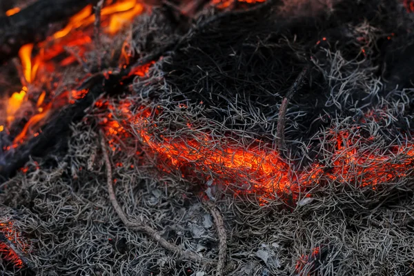 Fenyves erdőben tüzet égő ágak és fák makró felvétel — Stock Fotó