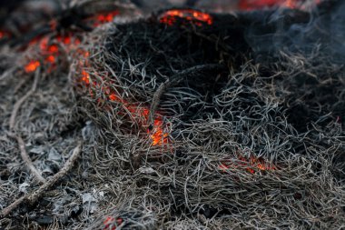 bir çam ormanı içinde ateş yanan dalları ve ağaçlar makro çekim