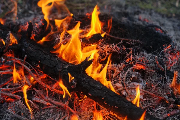 In een dennenbos vuur brandende takken en bomen macro-opnamen — Stockfoto