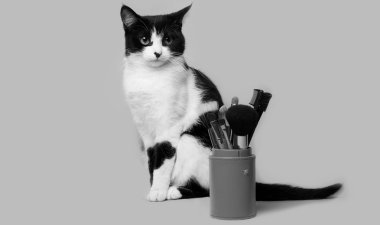 Makyaj stüdyo fotoğraf tek renkli görüntü için bir fırça ile siyah beyaz kedi