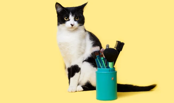 Chat noir et blanc avec une brosse pour photo studio de maquillage — Photo