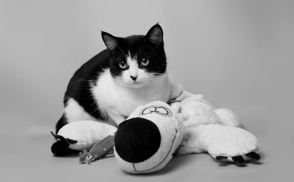 Chat noir et blanc avec un ours en peluche studio photo monochrome — Photo