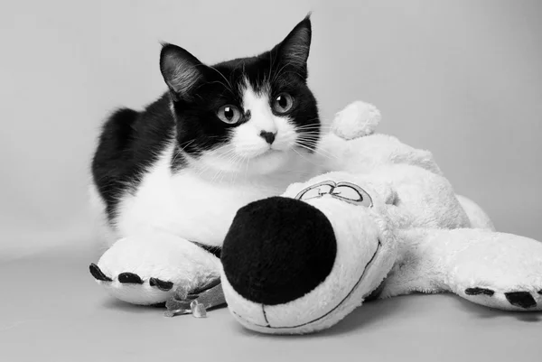 Chat noir et blanc avec un ours en peluche studio photo monochrome — Photo