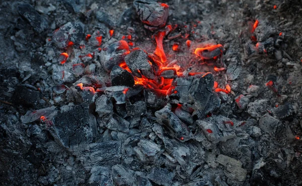 En un bosque de pinos ardiendo ramas y árboles macro disparos —  Fotos de Stock