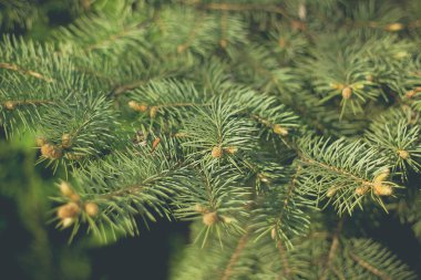 Güzel çiçekler, süspansiyon hücreleri ile beyaz dekoratif kafes