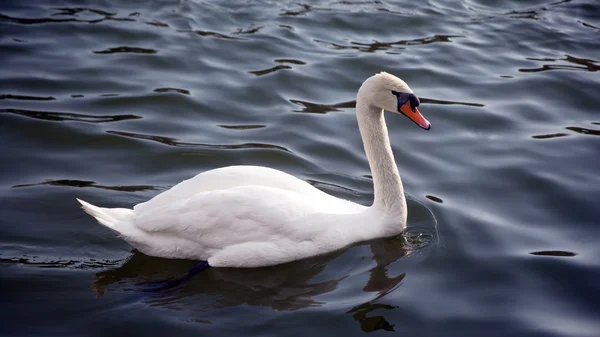 Белый лебедь у озера — стоковое фото