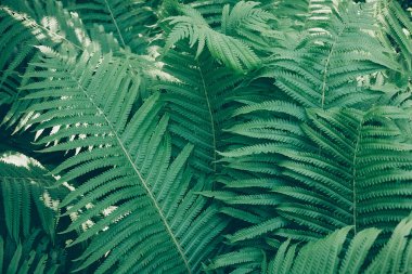 fern, Vintage Fotoğraf