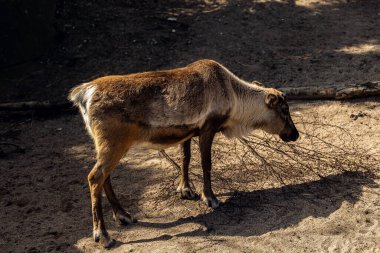 Ren geyiği hayvanat bahçesinde ayakta ve yürüyor. Kuzey yaban hayatı ve kış hayvanı konsepti..