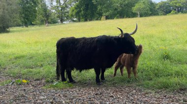 İskoçya 'da yeşil bir arazide İskoç ineği, boynuzlu yan manzara, sakin pastoral manzara, kırsal doğa ve tarım teması.