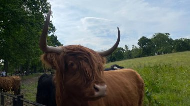 Yeşil bir alanda dinlenen dağ sığırları, kırsal tarım manzarası, huzurlu kırsal atmosfer, İskoçya seyahati ve doğa konsepti..