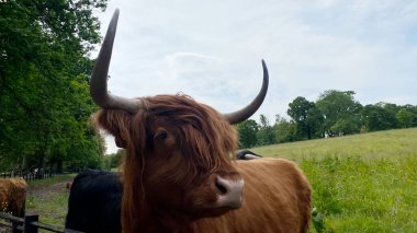 İskoçya ineği, etkileyici yüzü ve boynuzlarıyla, ikonik İskoç çiftlik hayvanı, büyüleyici kırsal portresi.