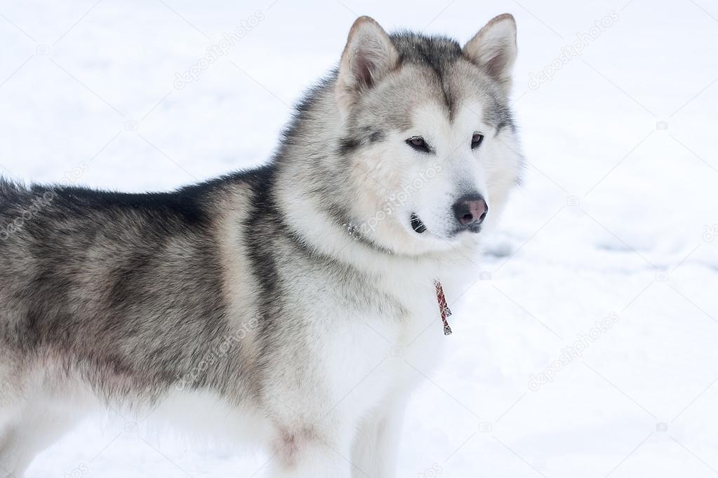 Alaskan Malamute Dog in snow