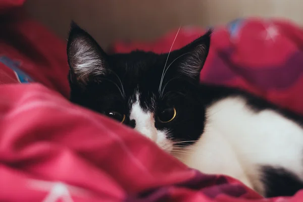 Chat noir assis avec oeil jaune isolé — Photo