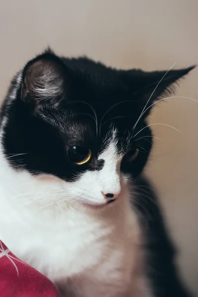 Sentado gato preto com olho amarelo isolado — Fotografia de Stock