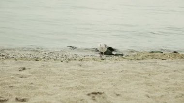 Martılar denizde yüzer, küçük dalga ve su üzerine yansıması.