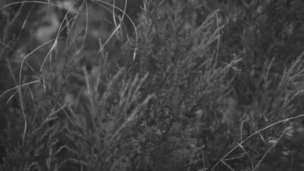 Verde Juniper arbusto mirtilos Andes vith agulhas — Vídeo de Stock