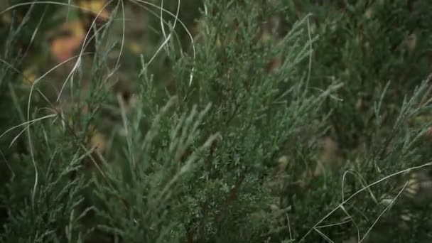 Grüner Wacholderstrauch Blaubeeren mit Nadeln — Stockvideo